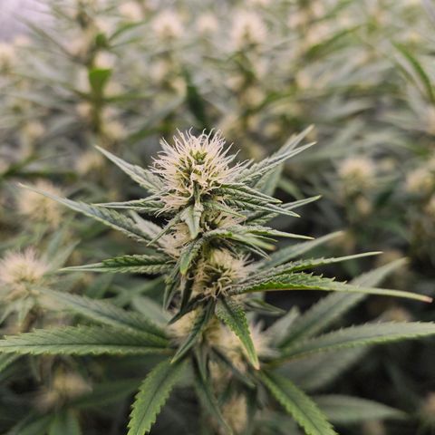 Caramba #4 growlog timeline photo