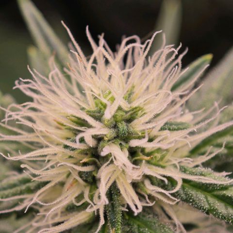 Caramba #4 growlog timeline photo