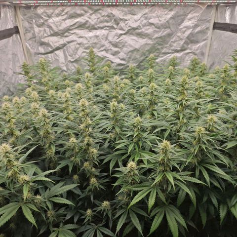 Caramba #4 growlog timeline photo