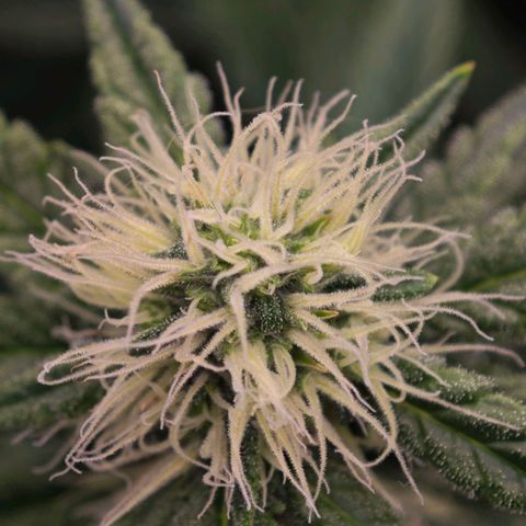 Caramba #4 growlog timeline photo