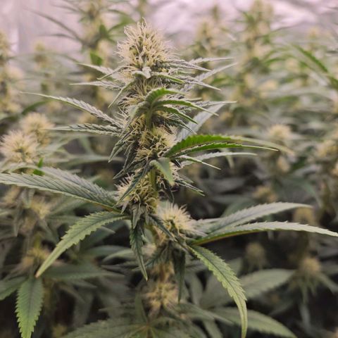 Caramba #4 growlog timeline photo