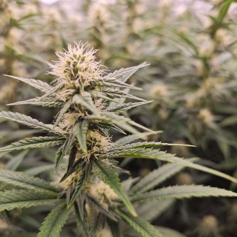 Caramba #4 growlog timeline photo