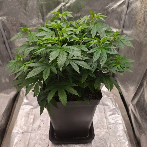 Sticky Boof growlog timeline photo