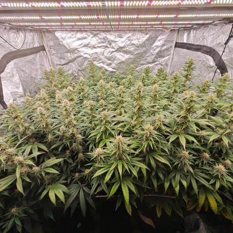 Caramba #4 growlog timeline photo
