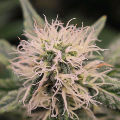 Caramba #4 growlog timeline photo