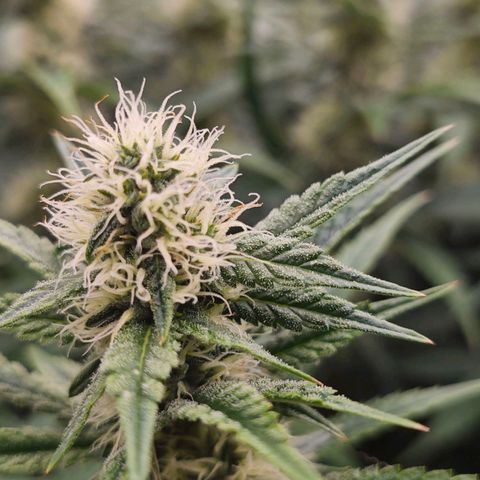 Caramba #4 growlog timeline photo