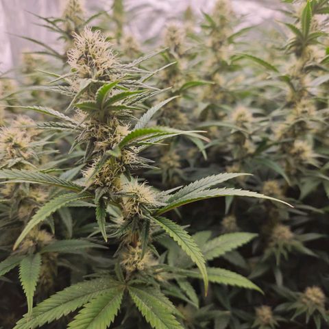 Caramba #4 growlog timeline photo