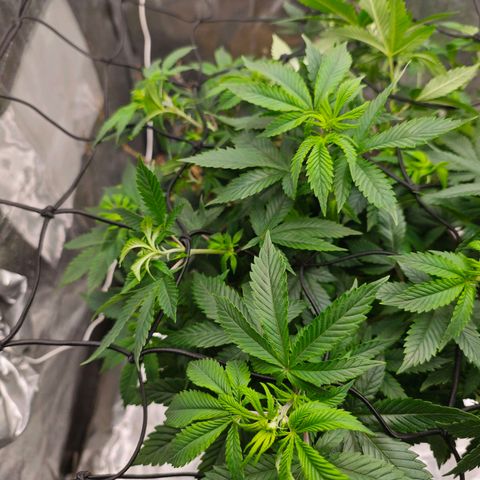 Sticky Boof growlog timeline photo