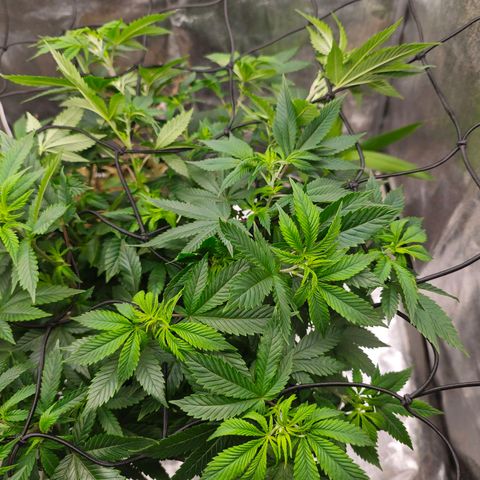 Sticky Boof growlog timeline photo