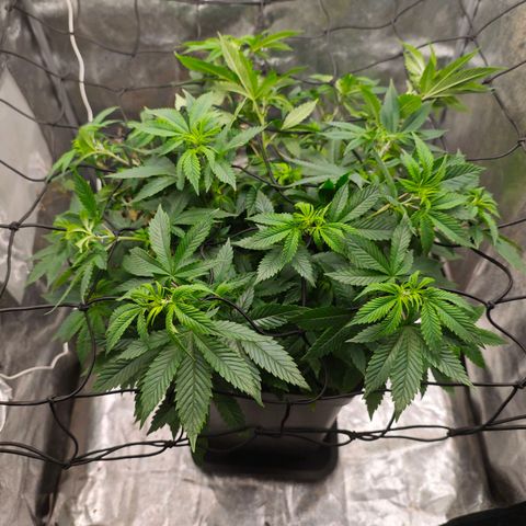 Sticky Boof growlog timeline photo