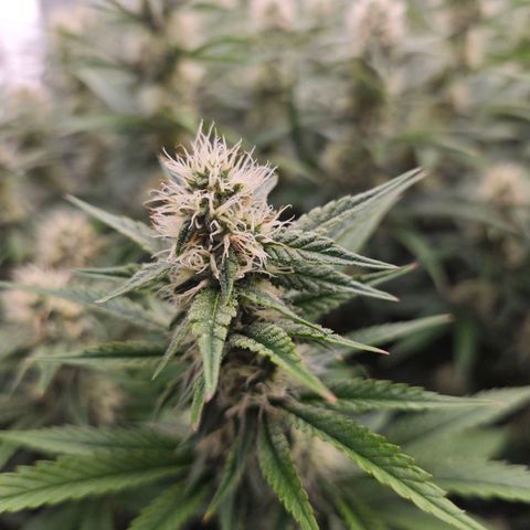 Caramba #4 growlog timeline photo