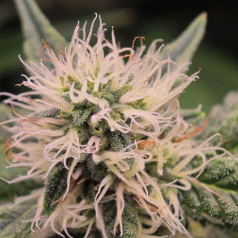 Caramba #4 growlog timeline photo