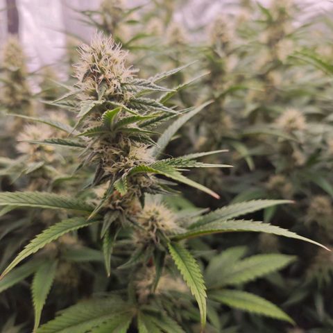 Caramba #4 growlog timeline photo