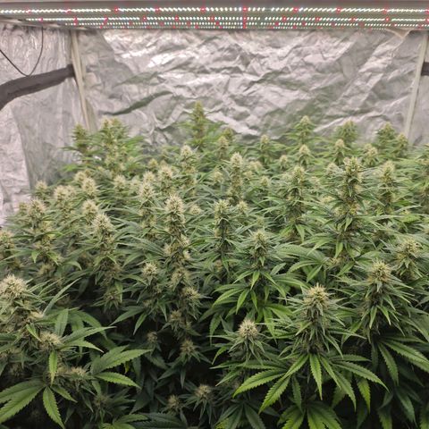 Caramba #4 growlog timeline photo