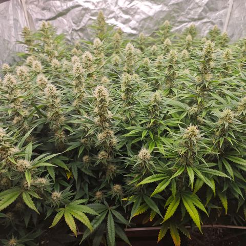 Caramba #4 growlog timeline photo