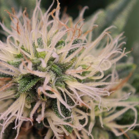 Caramba #4 growlog timeline photo