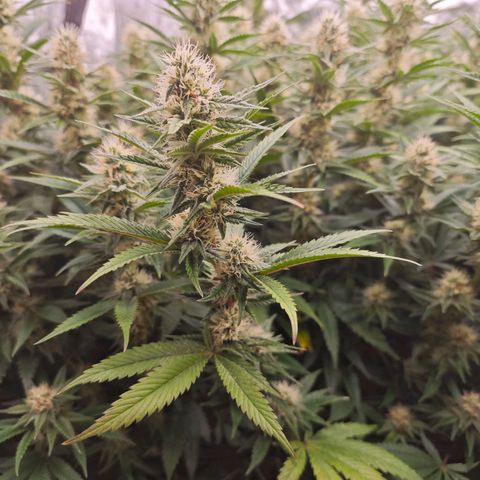 Caramba #4 growlog timeline photo