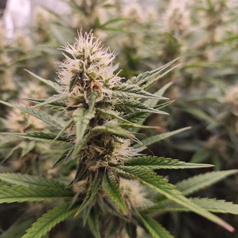 Caramba #4 growlog timeline photo