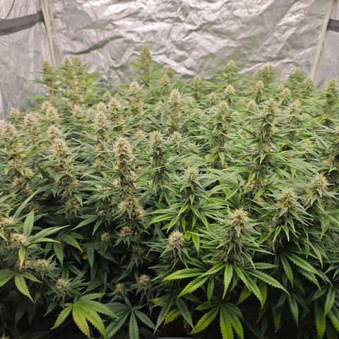 Caramba #4 growlog timeline photo