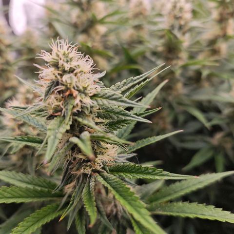 Caramba #4 growlog timeline photo
