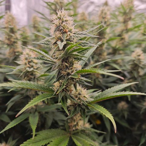 Caramba #4 growlog timeline photo
