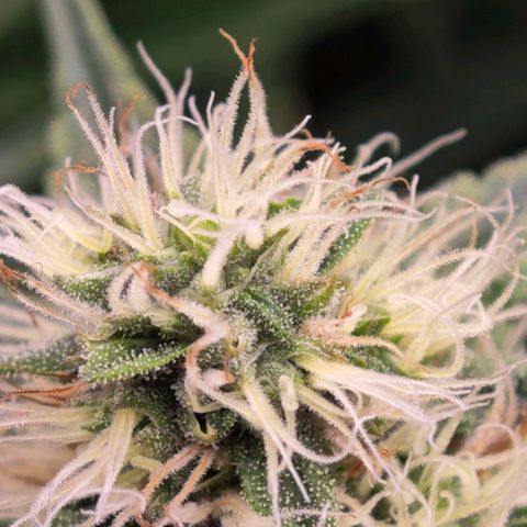 Caramba #4 growlog timeline photo