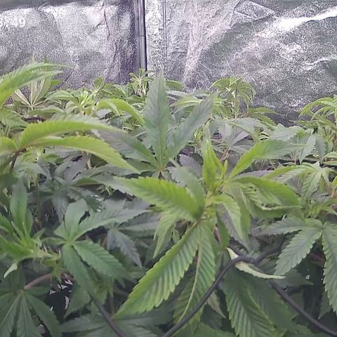 Sticky Boof growlog timeline photo