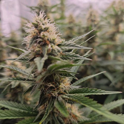 Caramba #4 growlog timeline photo