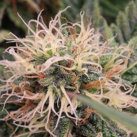 Caramba #4 growlog timeline photo