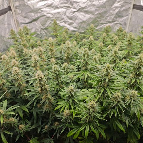 Caramba #4 growlog timeline photo