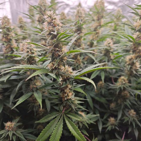 Caramba #4 growlog timeline photo