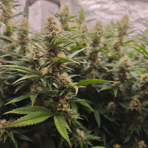 Caramba #4 growlog timeline photo