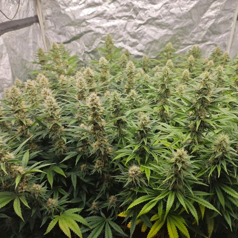 Caramba #4 growlog timeline photo