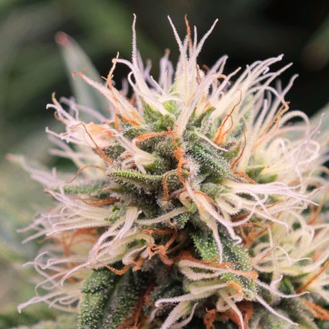 Caramba #4 growlog timeline photo