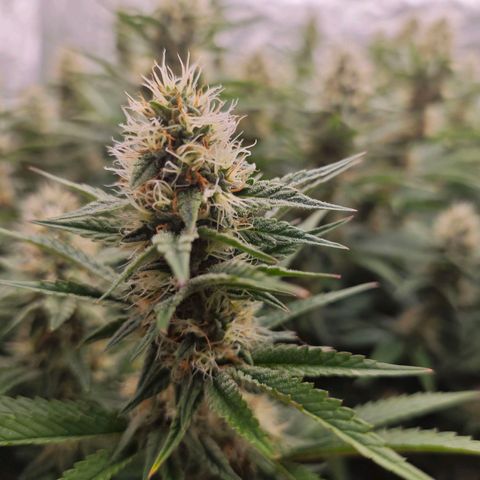 Caramba #4 growlog timeline photo