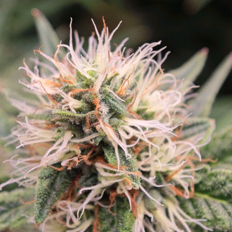 Caramba #4 growlog timeline photo
