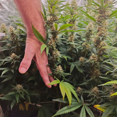 Caramba #4 growlog timeline photo