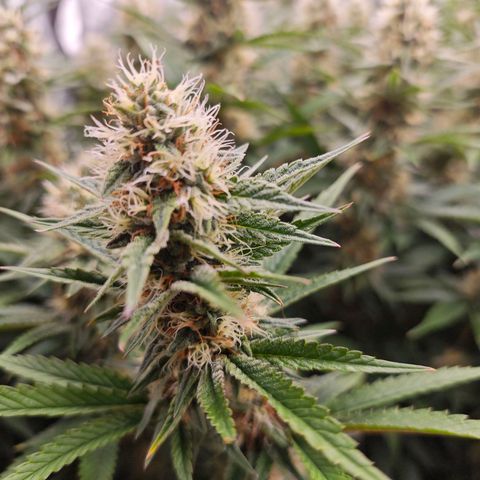 Caramba #4 growlog timeline photo