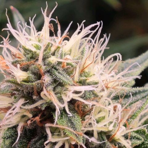 Caramba #4 growlog timeline photo