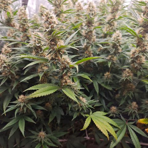 Caramba #4 growlog timeline photo