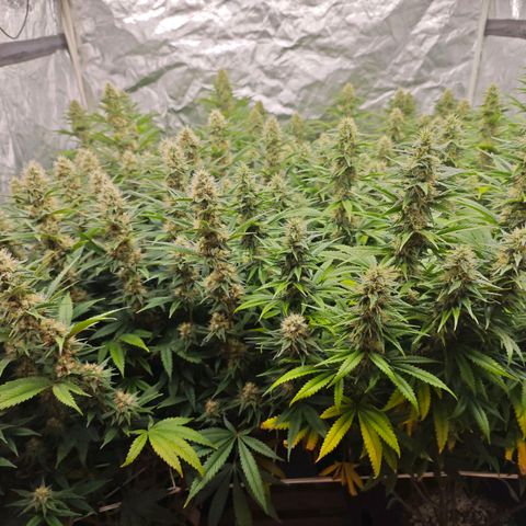 Caramba #4 growlog timeline photo