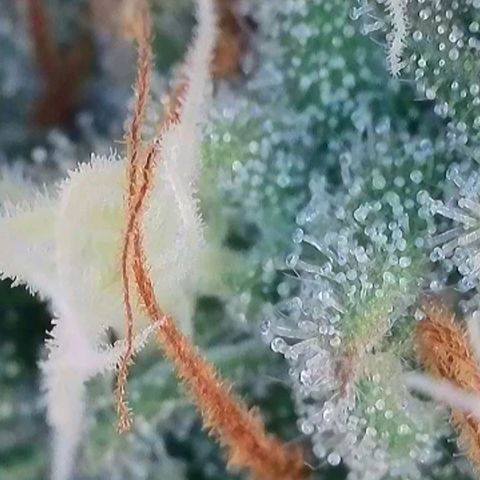 Caramba #4 growlog timeline photo