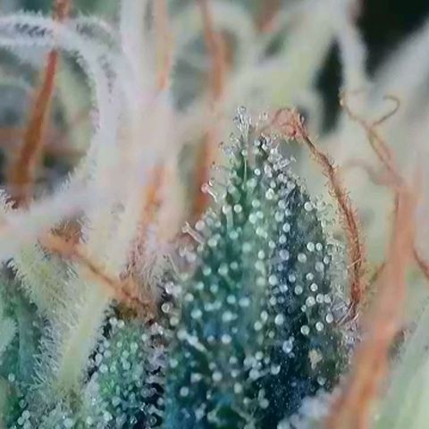 Caramba #4 growlog timeline photo
