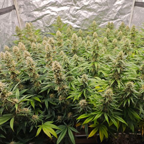 Caramba #4 growlog timeline photo