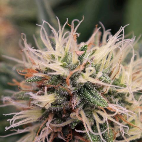 Caramba #4 growlog timeline photo