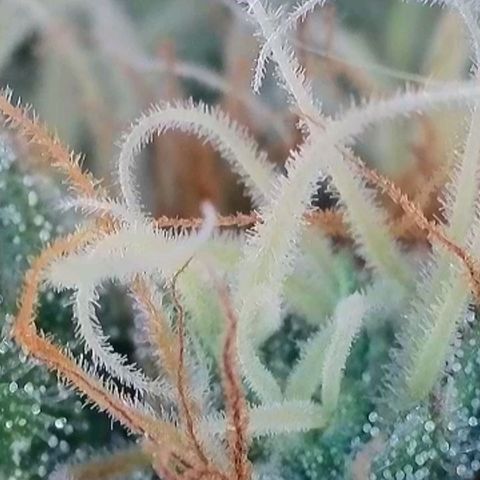 Caramba #4 growlog timeline photo