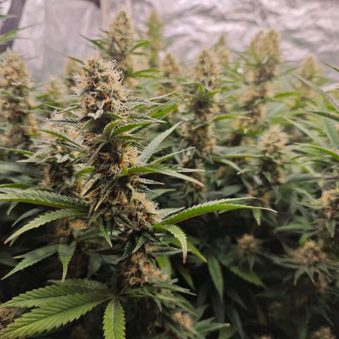 Caramba #4 growlog timeline photo