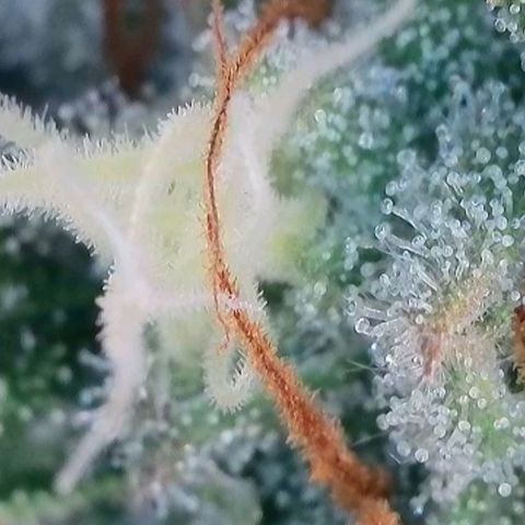 Caramba #4 growlog timeline photo