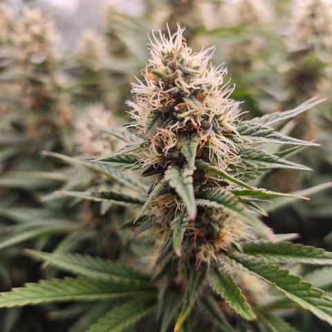 Caramba #4 growlog timeline photo
