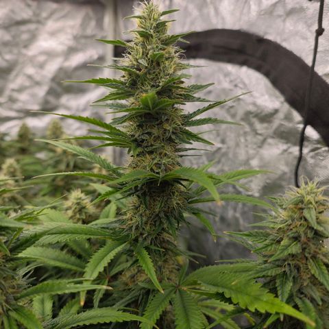 Caramba #4 growlog timeline photo